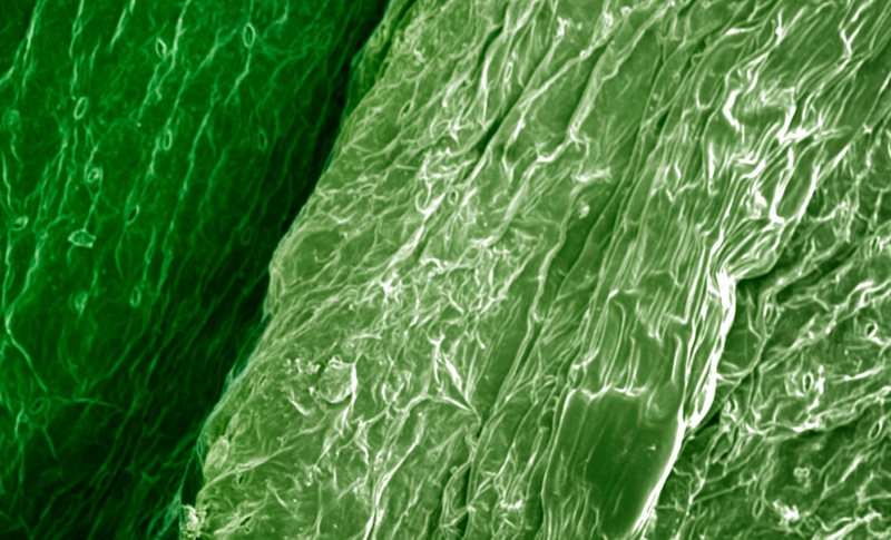 Illustration for article titled ¿Imagen microscópica o paisaje extraterrestre? Adivina cuál es cuál